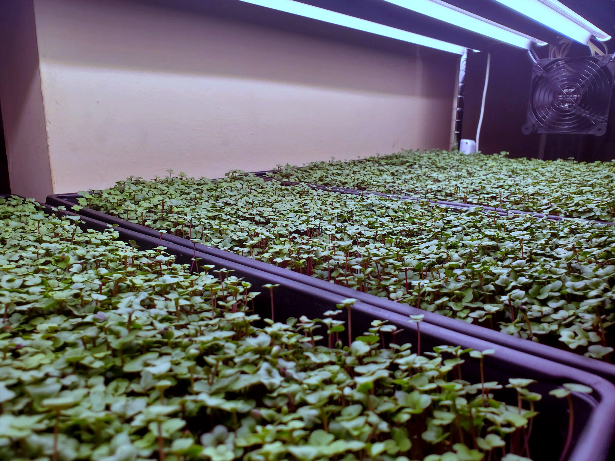 Microgreens growing process