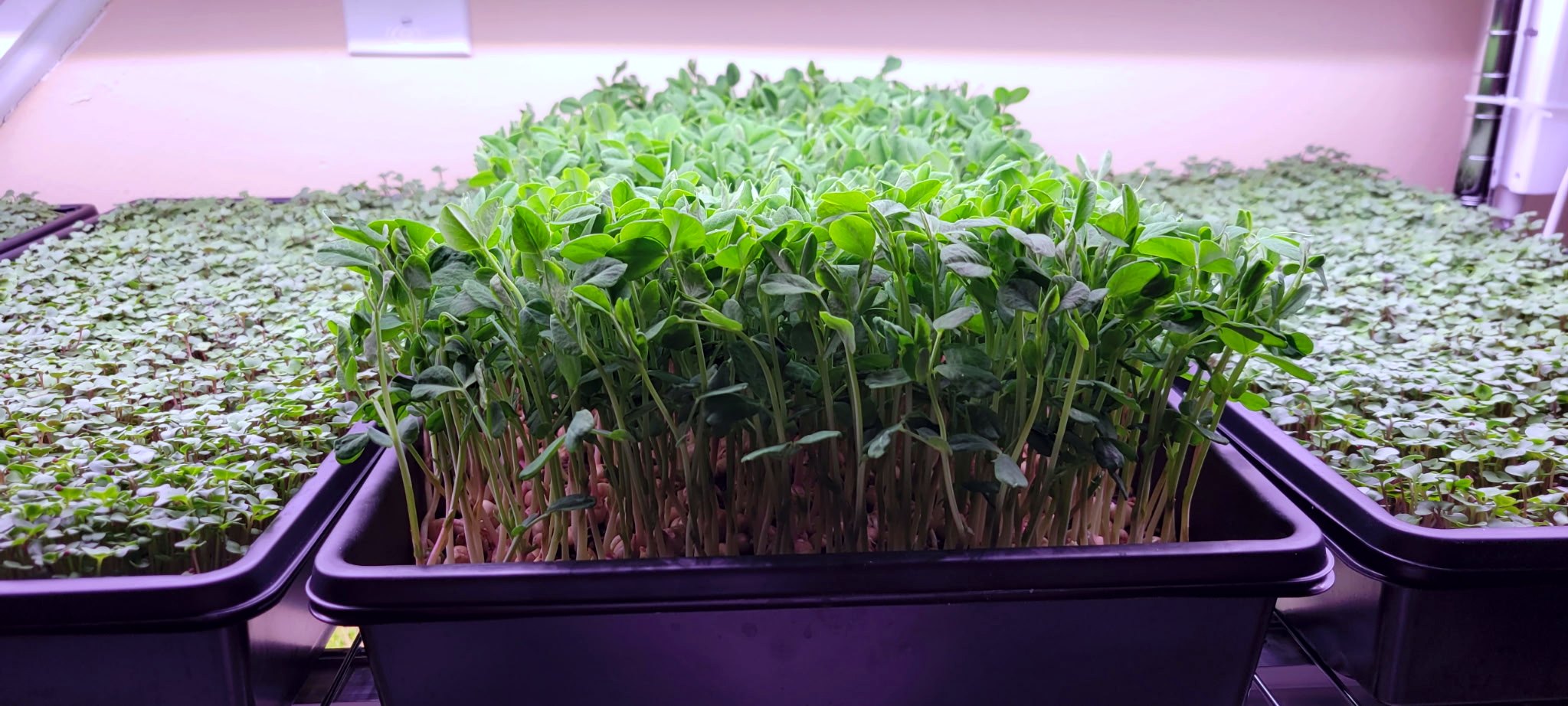 Fresh microgreens