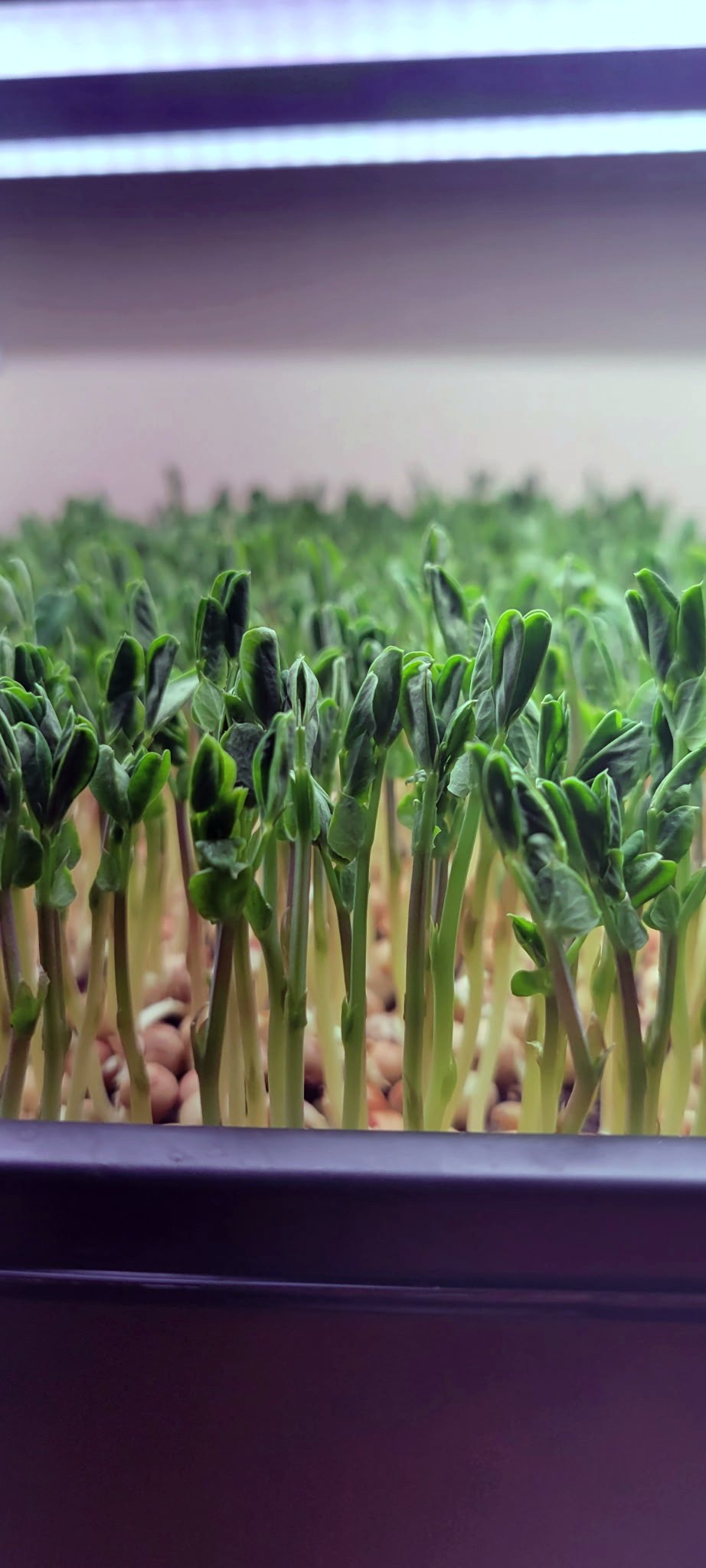 Fresh microgreens growing in trays