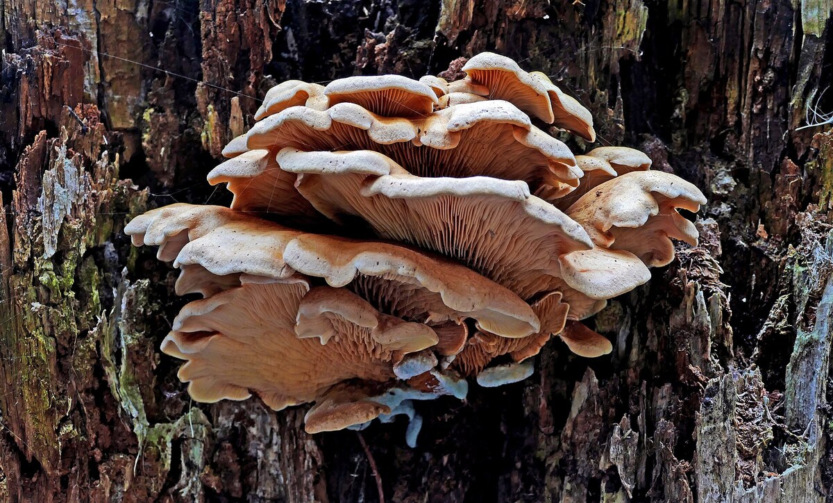 Italian Oyster mushrooms