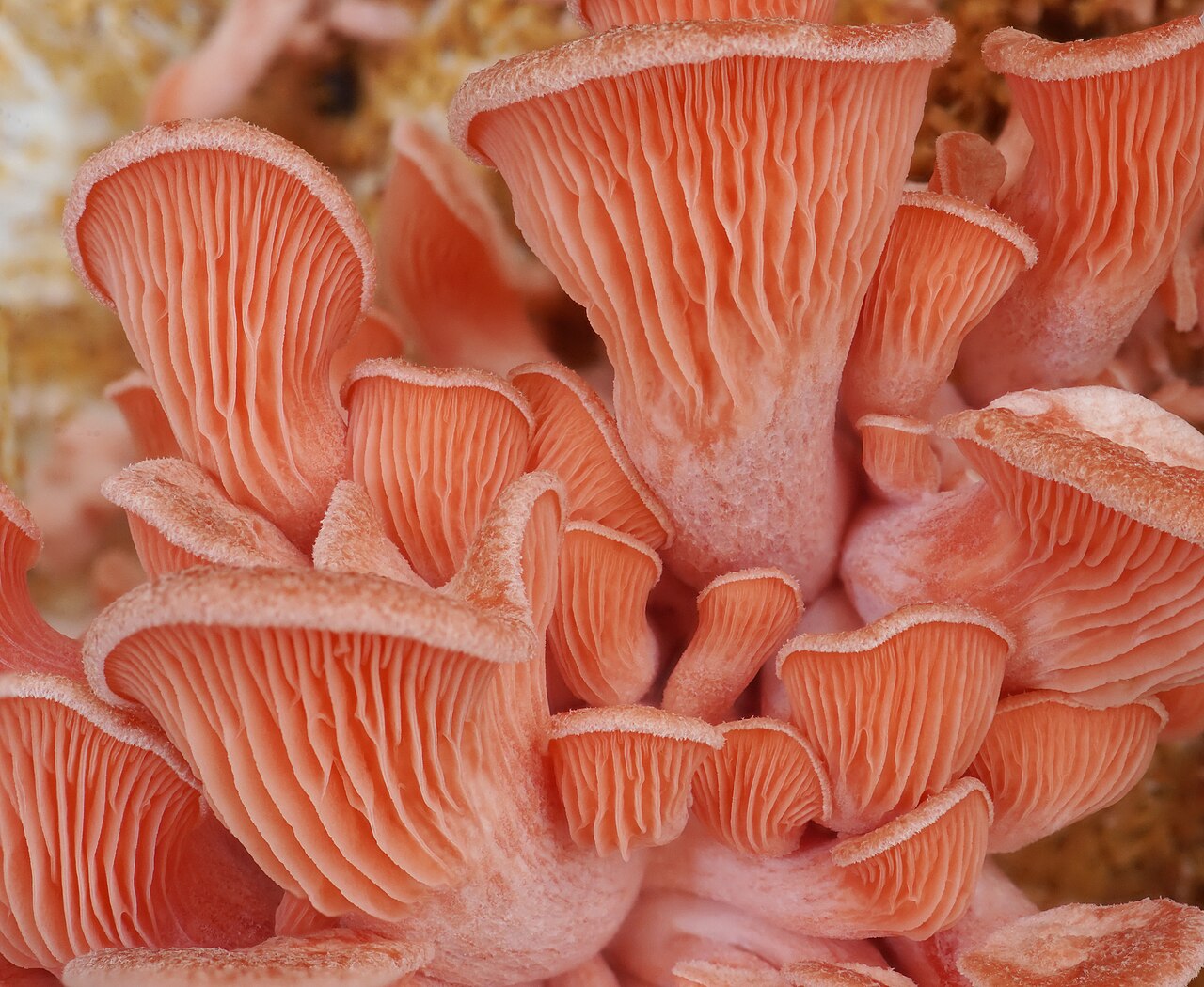 Pink Oyster mushrooms